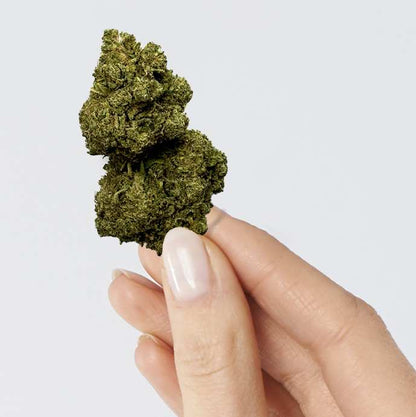 Fleur de CBD - RAINBOW KUSH – détail 3
