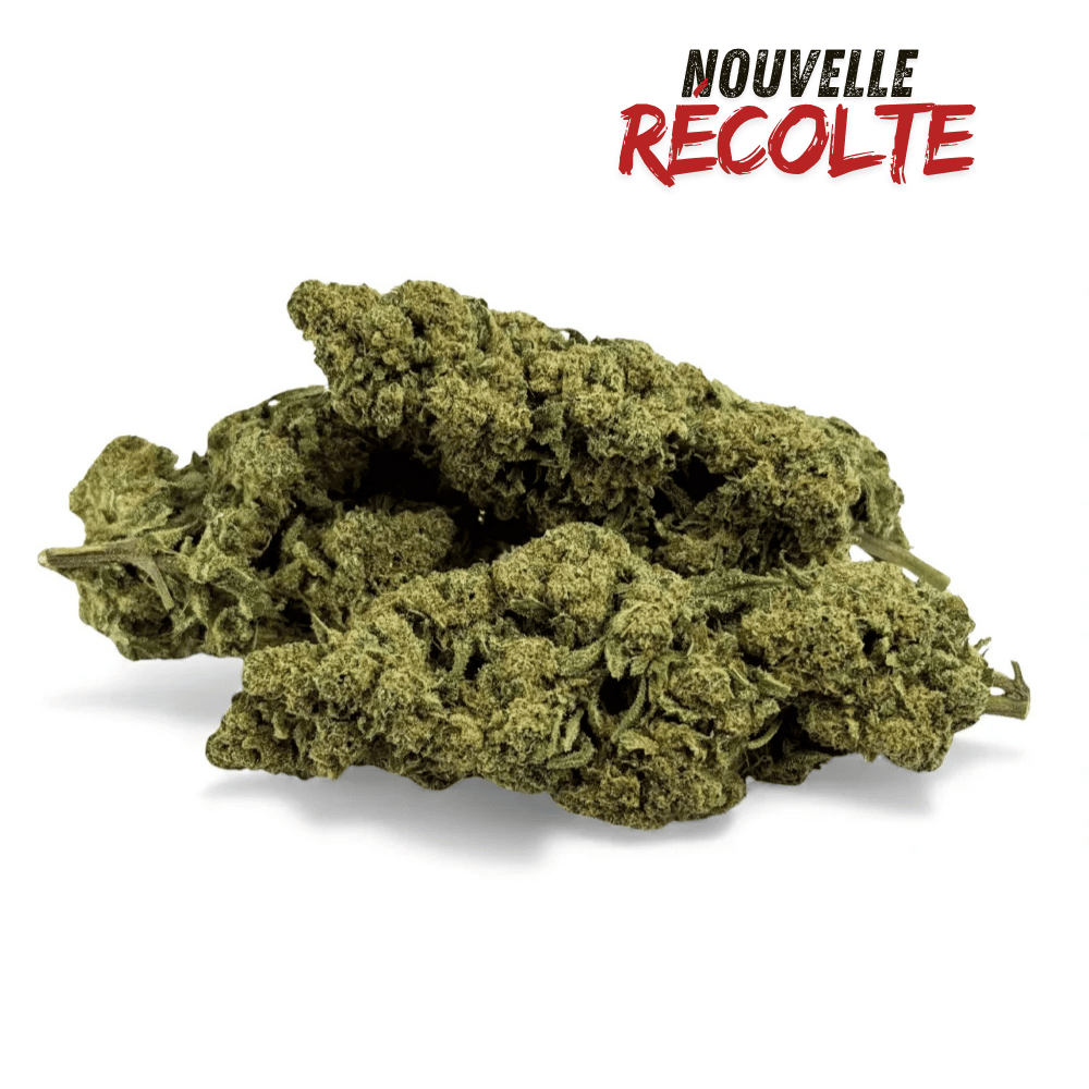 Fleur de CBD Super White Frost Greenhouse – vue principale