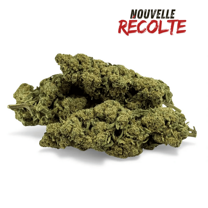 Fleur de CBD Super White Frost Greenhouse – vue principale