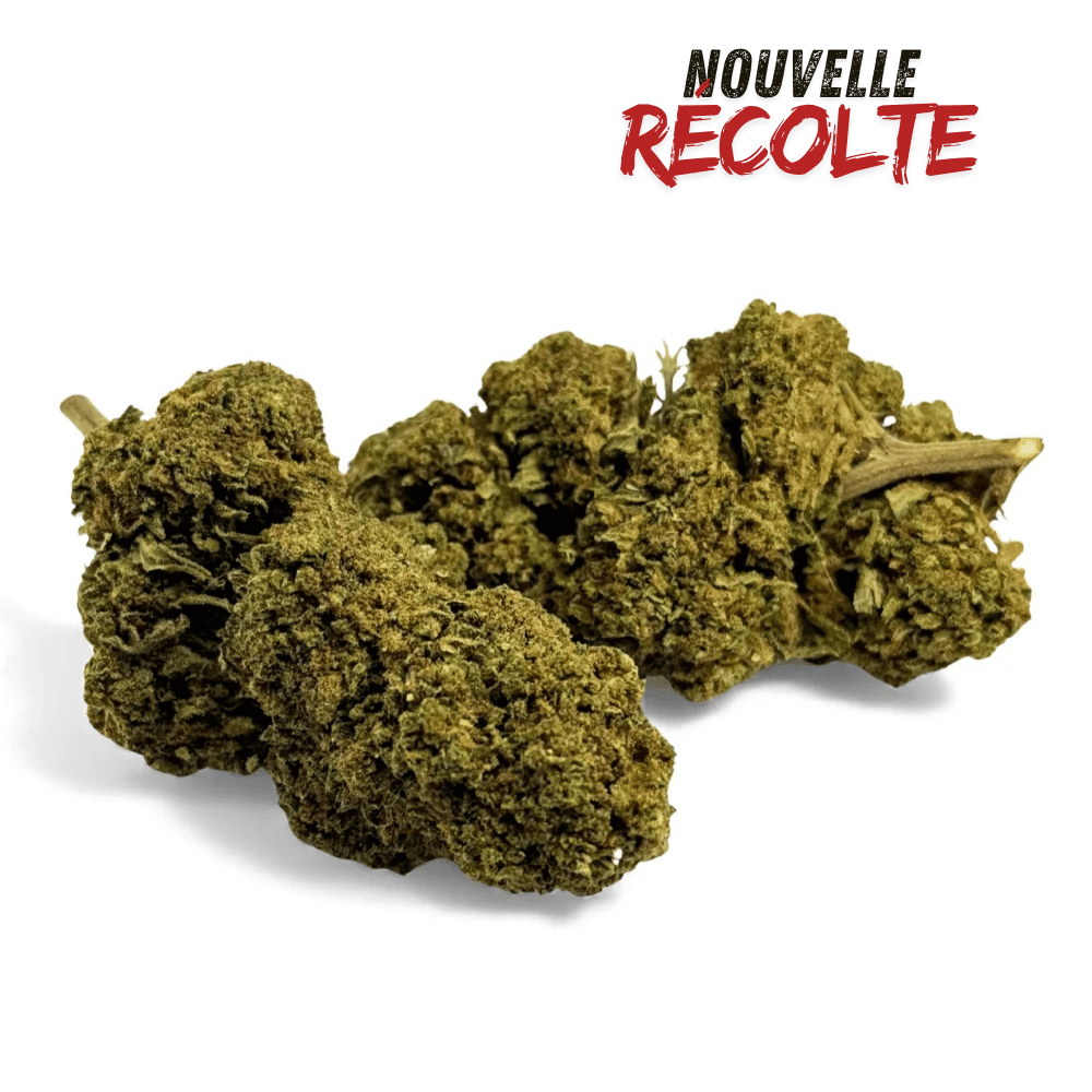 Fleur de CBD Black Mamba Greenhouse – vue principale