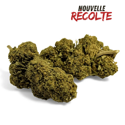 Fleur de CBD Black Mamba Greenhouse – vue principale