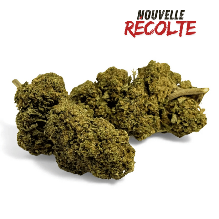 Fleur de CBD Black Mamba Greenhouse – vue principale