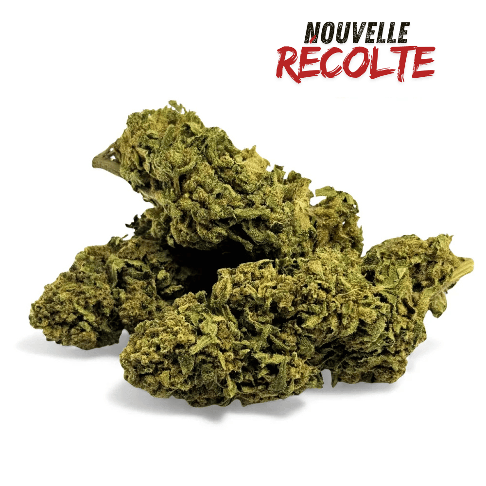 Fleur de CBD Banana Smash Greenhouse – vue principale