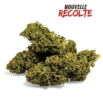 Fleur de CBD Banana Smash Greenhouse – vue principale