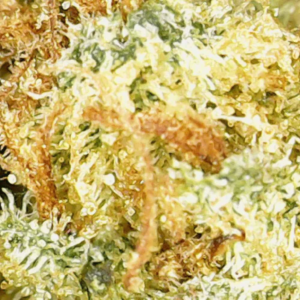 Fleur CBD Buddha Fruit Premium Greenhouse